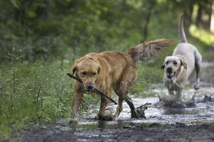 Golden retriever and labrador dogs playing with stick in forest
