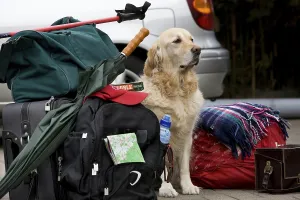 Golden Retriever and Luggage