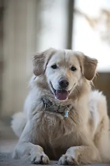 Golden Retriever, lying