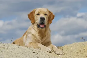 Golden Retriever lying in the sand