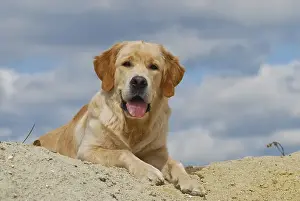 Golden Retriever lying on a sand hill
