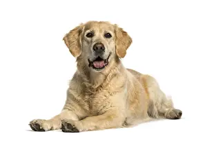 Golden retriever lying against white background