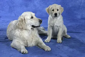 Golden Retriever with puppy, 11 weeks