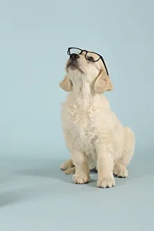 Golden Retriever puppy, sitting