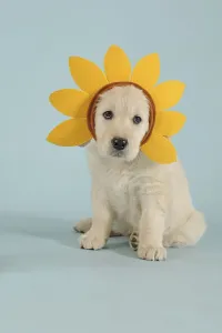 Golden Retriever, puppy, sitting