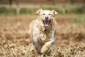 Golden Retriever at running through the fields at full speed