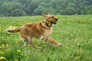 Golden Retriever, running across a meadow with flowering dandelion