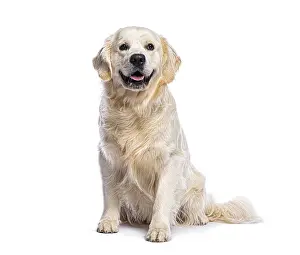 Golden retriever sitting and panting