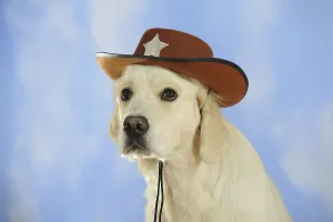 Golden Retriever wearing a cowboy hat