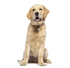 Golden Retriever wearing a dog collar with a medal