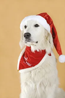 Golden Retriever wearing a Santa hat