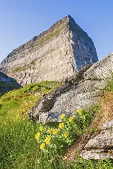 Golden root (Rhodiola rosea) in bloom by a mountain peak