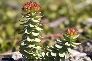 Golden root (Rhodiola rosea), Labrador