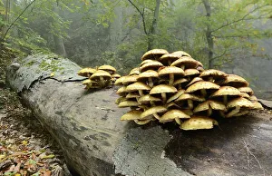 Golden scalycap (Pholiota aurivella) growing on a dead beech