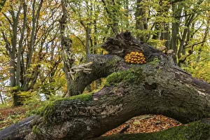 Golden scalycap (Pholiota aurivella) and porcelain fungi (Oudemansiella mucida) in the Hutewald Halloh