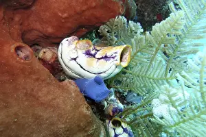 Golden Sea Scabbard - Polycarpa aurata