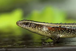 Golden skink (Mabuya multifasciata)