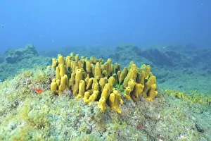 Golden sponge (Aplysina aerophoba)
