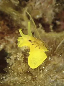 Golden sponge snail (Tylodina perversa)