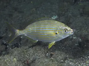 Golden stripe (Sarpa salpa)