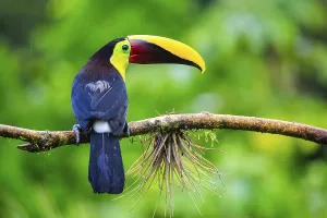 Golden-throated Toucan (Ramphastos ambiguus)