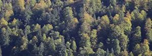 Golden tree tops in a mixed forest