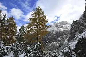 Golden trees against snow-covered mountains and blue sky with clouds