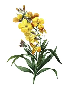 Golden varnish, Erysimum cheiri