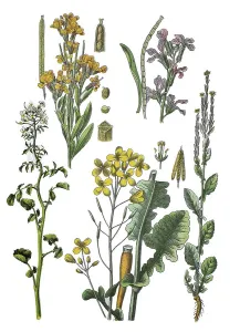 Golden violet, Erysimum cheiri (top left)