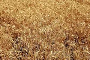 Golden Wheat Crop growing in the fields ready for harvesting
