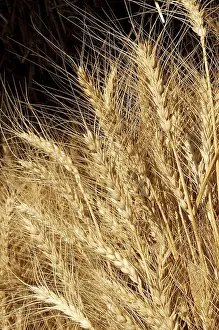 Golden Wheat Crop growing in the fields ready for harvesting