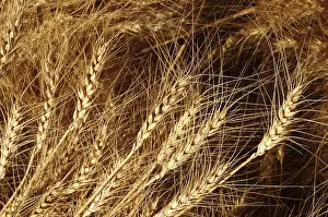 Golden Wheat Crop growing in the fields ready for harvesting