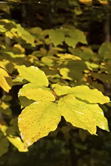 Goldener Oktober