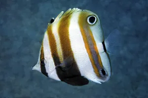 Goldengirdled coralfish (Coradion chrysozonus)