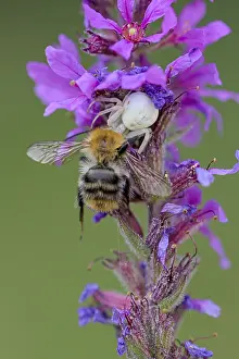 Goldenrod crab spider (Misumena vatia)
