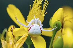 Goldenrod crab spider (Misumena vatia)