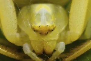 Goldenrod crab spider (Misumena vatia)