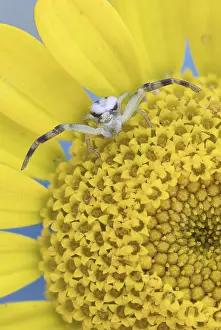 Goldenrod crab spider (Misumena vatia)