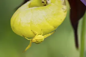 Goldenrod crab spider, (Misumena vatia)