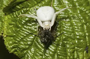 Goldenrod Crab Spider (Misumena vatia) adult