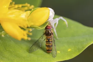 Goldenrod crab spider (Misumena vatia) preys on hoverfly