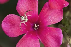 Goldenrod crab spider (Misumena vatia) sitting on a bright pink flower