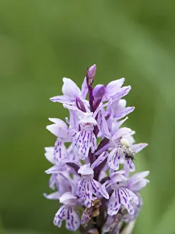 A Goldenrod crab spider sits on a Common spotted orchid and holds on to its prey