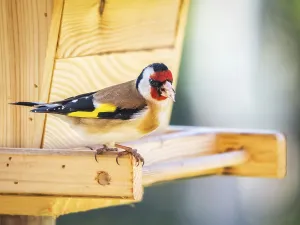 Goldfinch on a birdfeeder