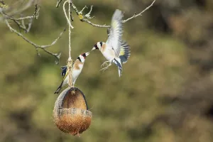 Goldfinch two birds with open wings standing on and beside feeding dish and flying fighting facing each other