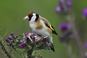 Goldfinch, Carduelis carduelis
