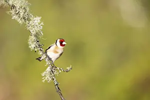 Goldfinch (Carduelis carduelis) on branch