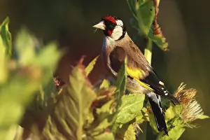 Goldfinch Carduelis carduelis, eats the seed from thistles