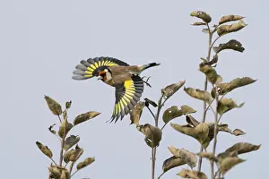 Goldfinch (Carduelis carduelis) with outstretched wings flying between bare branches against a bright sky