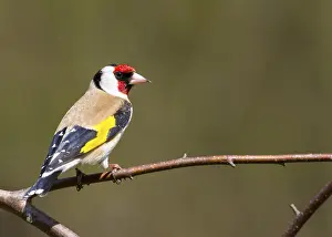 Goldfinch (Carduelis-carduelis) perched on a branch